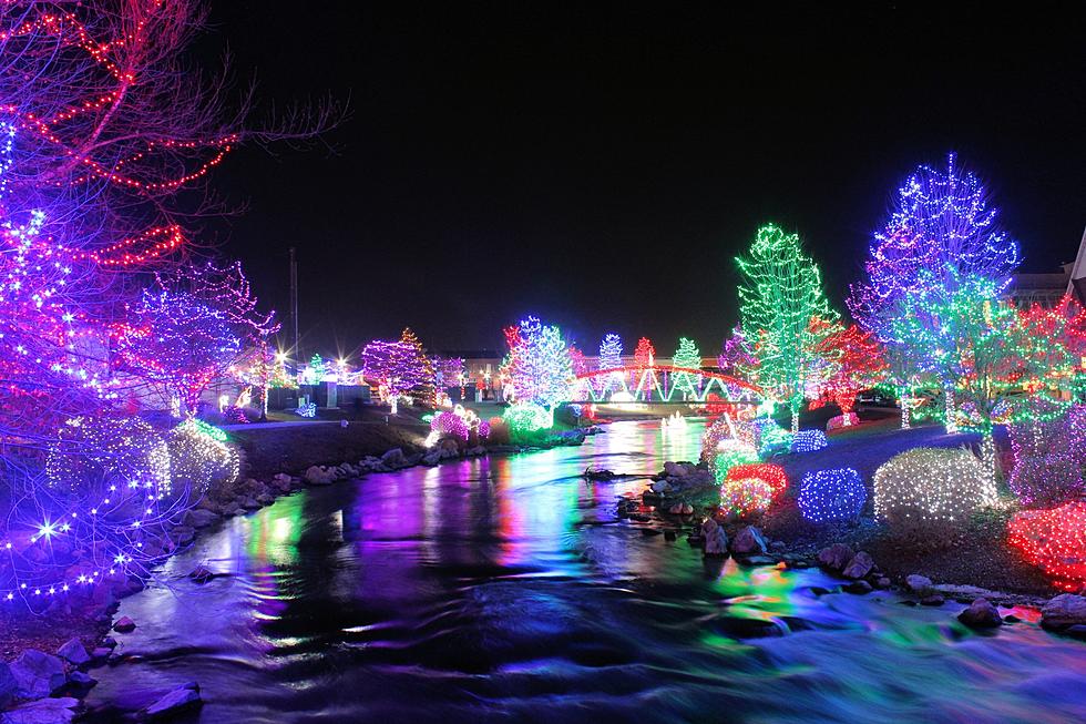 Colorful Christmas lights in the Brookfield Zoo. 