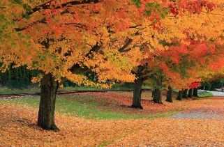 Forest Preserve trail during the fall. Walking in the middle of the trees.