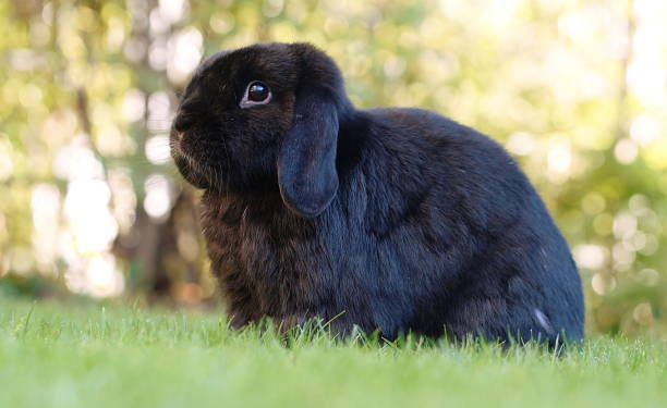 Why Rabbits Make Great Pets