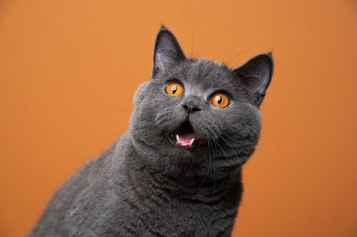 Four Surprising Facts About Cats You Probably Didn't Know