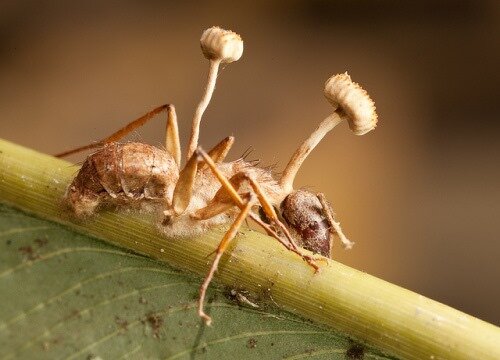 An ant under the control of the Cordyceps fungus, showing how this real-life fungus takes over its host, similar to the infection in The Last of Us.