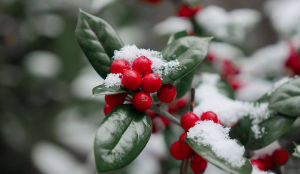 A picture of holly berries. As you can see it shows the color white, red and green.