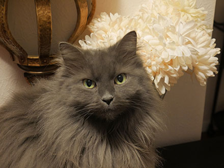Nebelung Cat