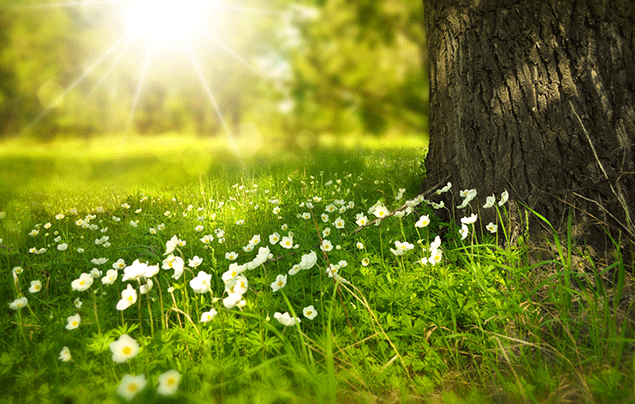 Top 5 Must-Do Activities to make the Most of Spring